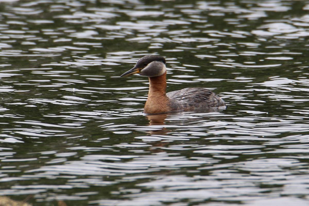 Red Necked Grebe