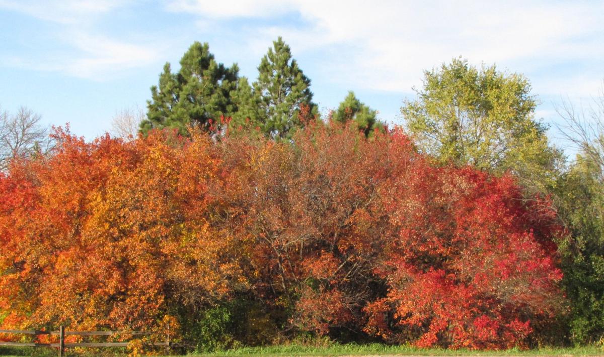 God's Colorful Trees
