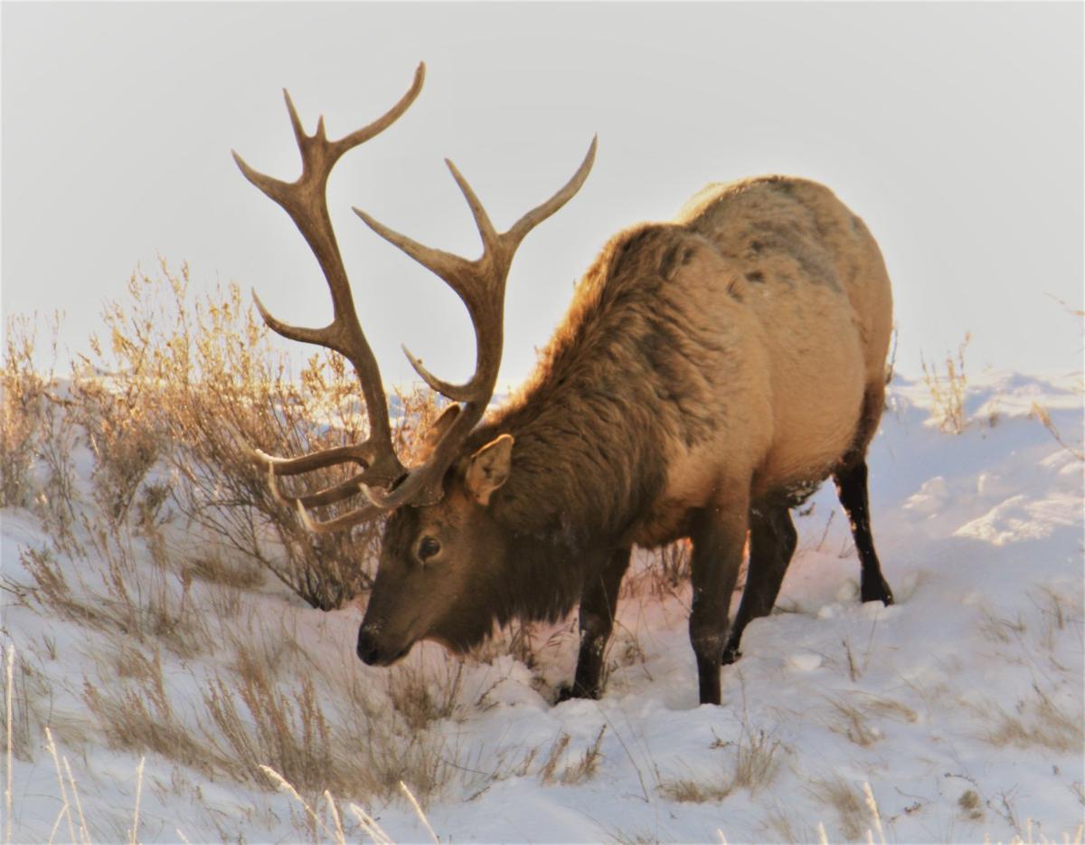 Grazing
