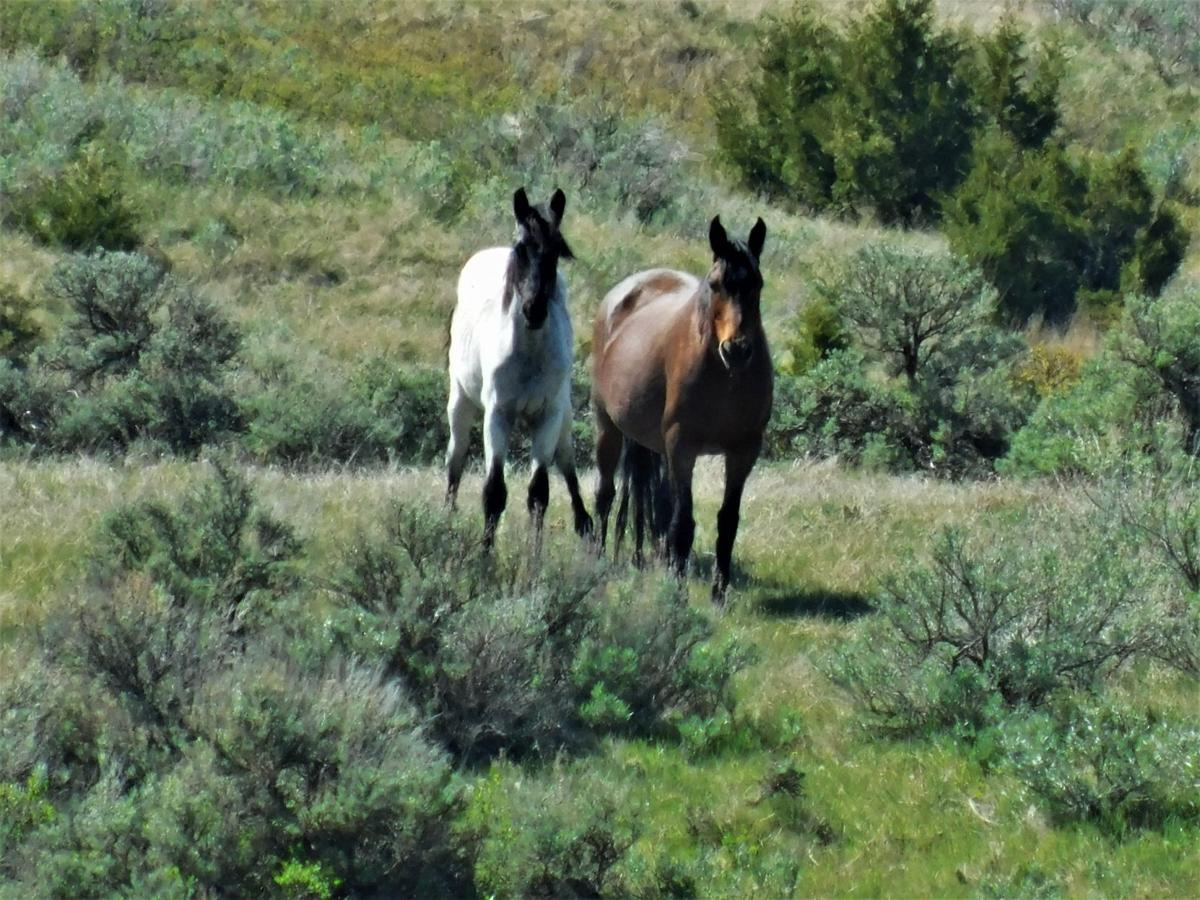 Wild horses