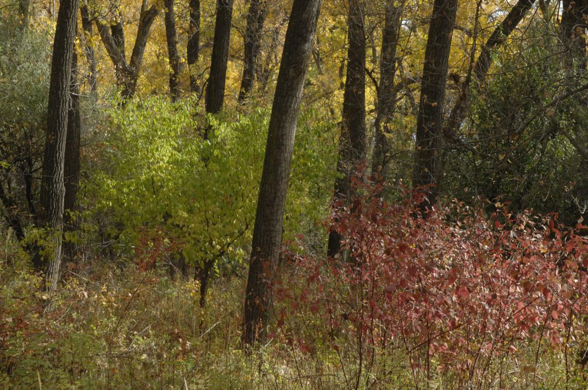 autumn-trail