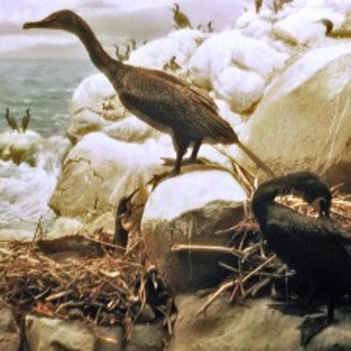 Flightless Sea Bird 3 Letters