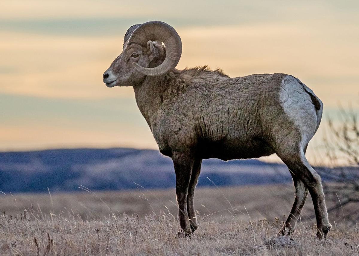 Bighorn sheep (copy)