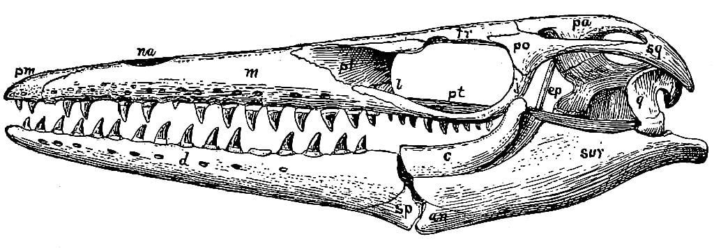 pembina gorge fossil dig