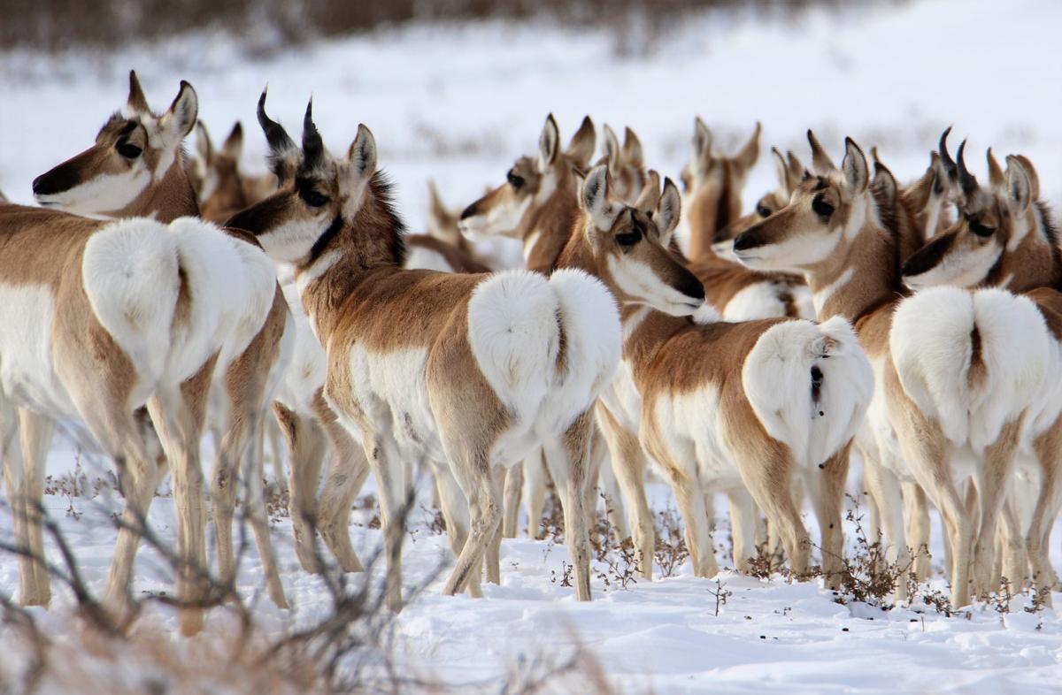 Pronghorn Everywhere