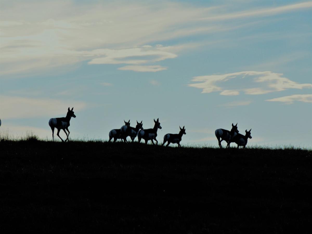 Antelope