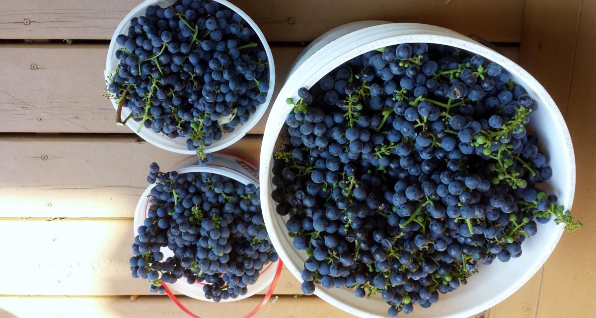 Grape Harvest