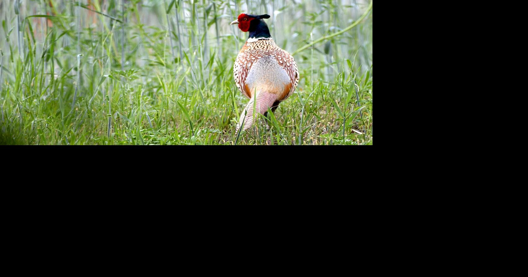 A Tale Of Two Disappearing Pheasants