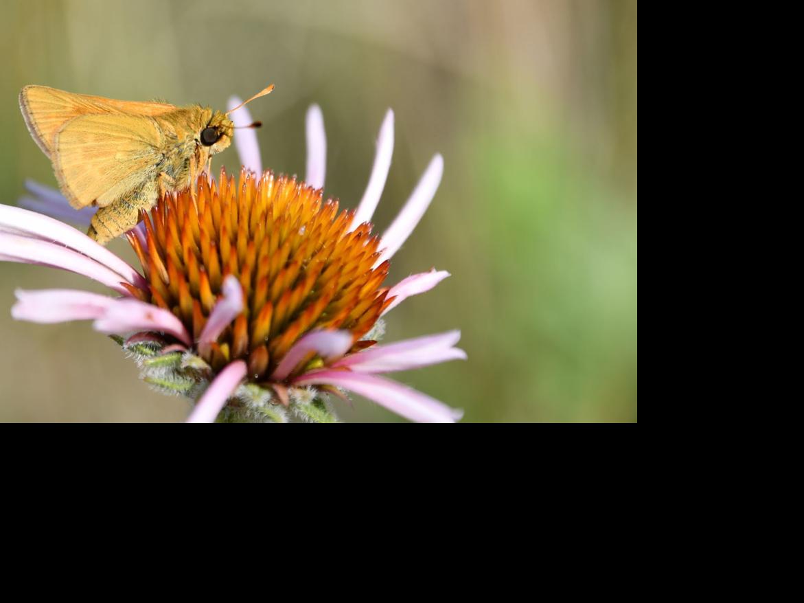 Conservationists aflutter about projects to protect Dakota skipper