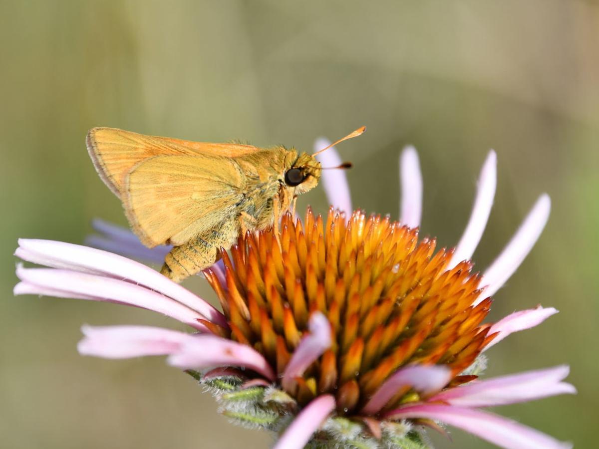 Conservationists Aflutter About Projects To Protect Dakota Skipper