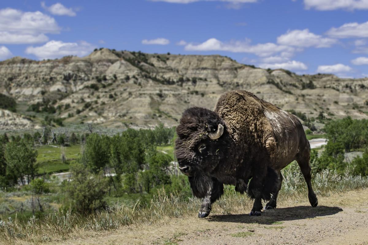 Wandering Buffalo