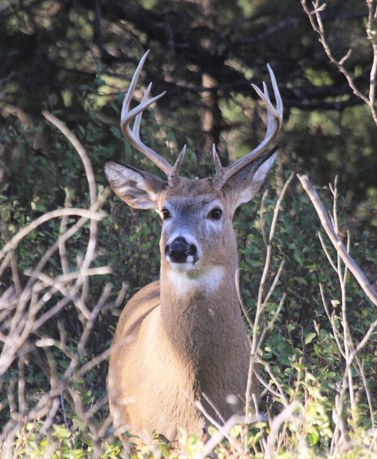 A Whitetail Buck