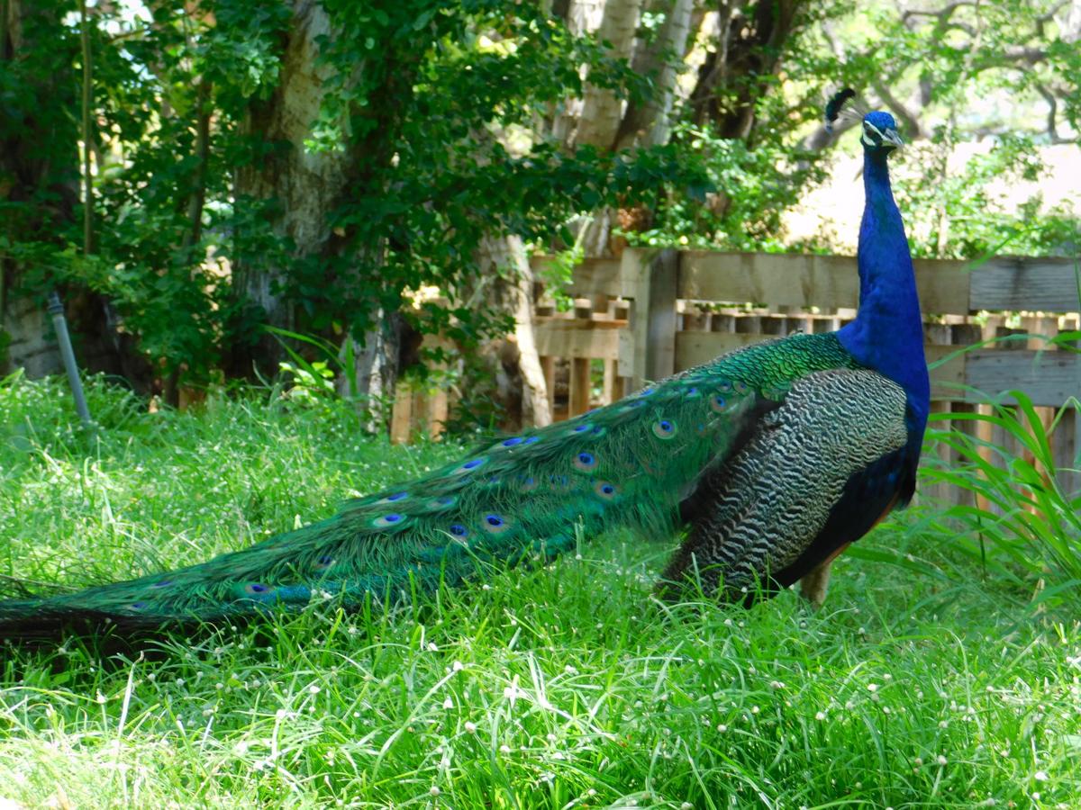 Peacock