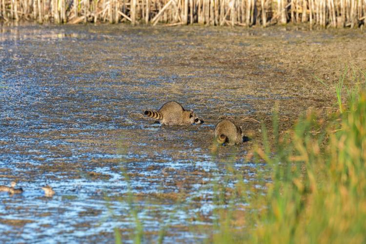 Maddock woman arrested in raccoon incident; animal euthanized for