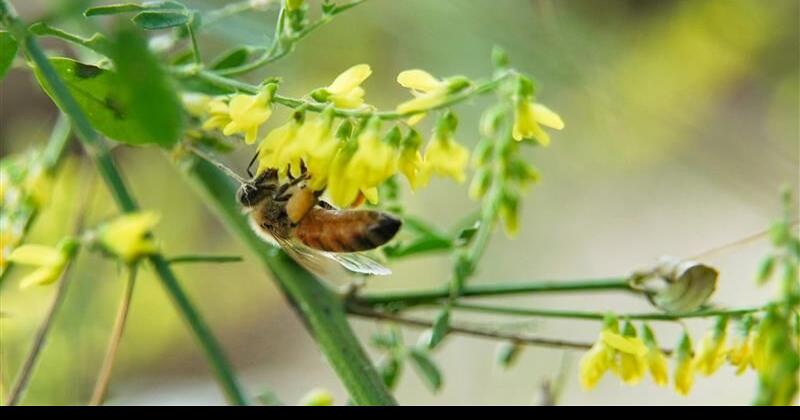 Doug Leier: The importance of pollinators