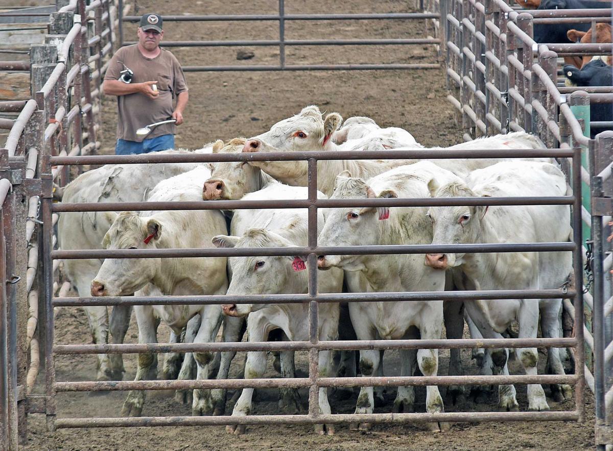 Drought causing ranchers to sell cattle