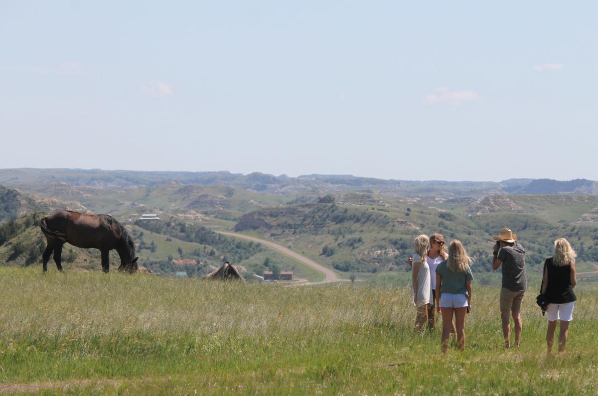 Tourists take photos of wild horses June 18, 2016, in the south unit of Theodore Roosevelt National Park. (April Baumgarten/Grand Forks Herald)