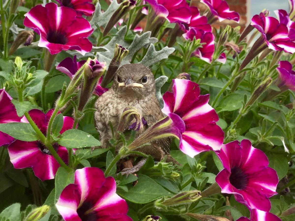 Baby house wren
