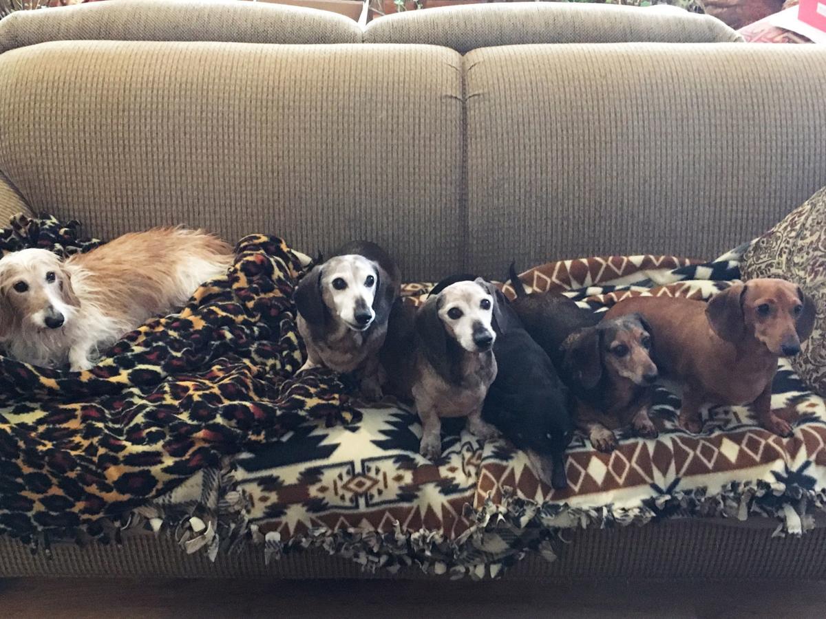 Pets