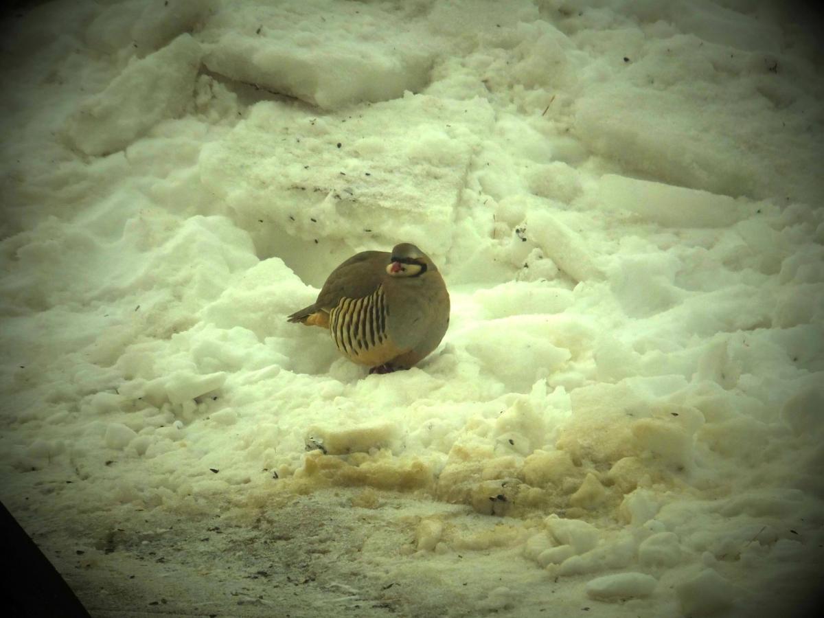 Chukar Partridge