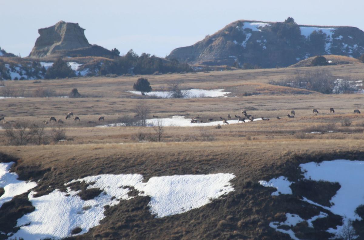 A Gang of Elk
