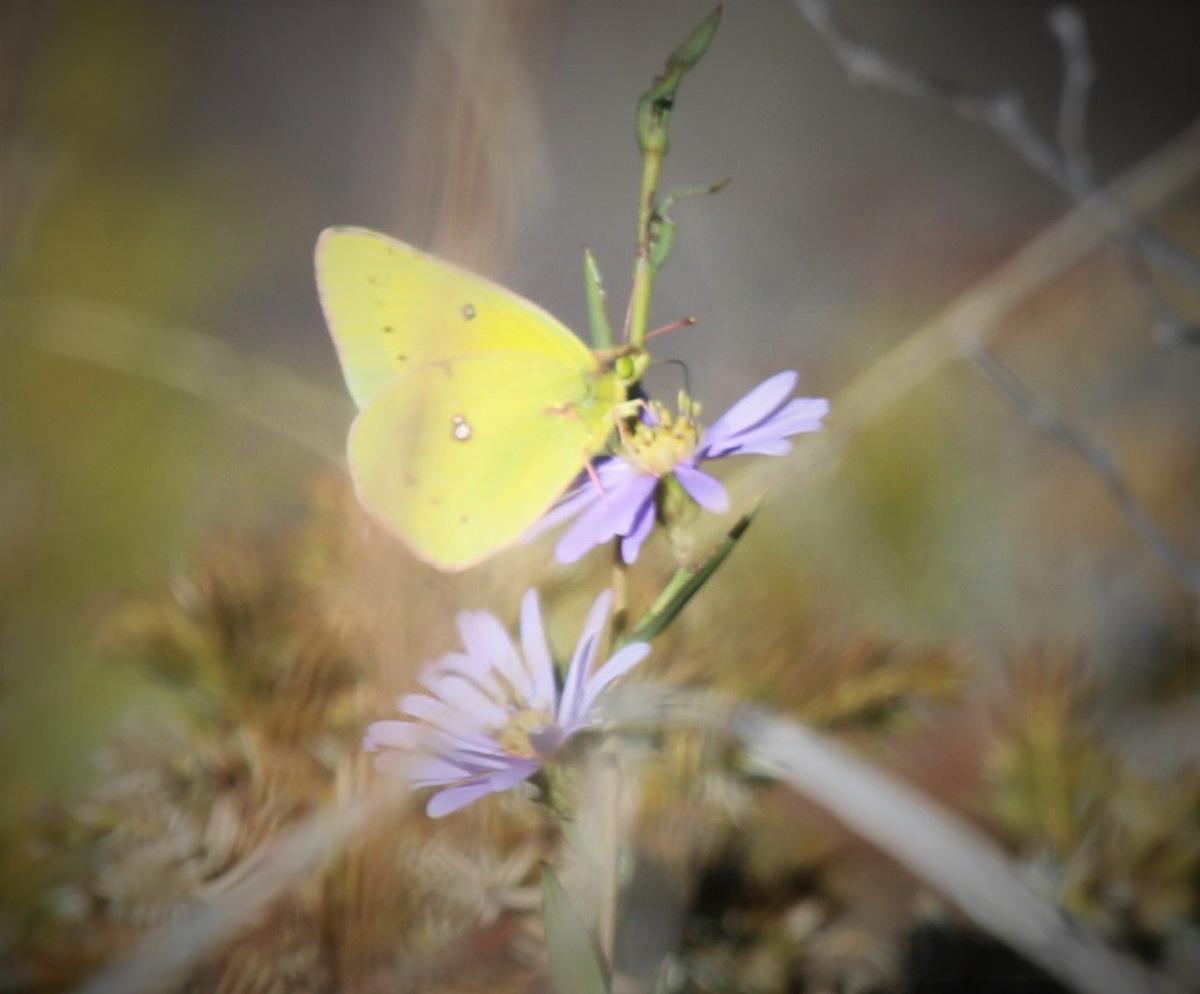 A Fall Butterfly