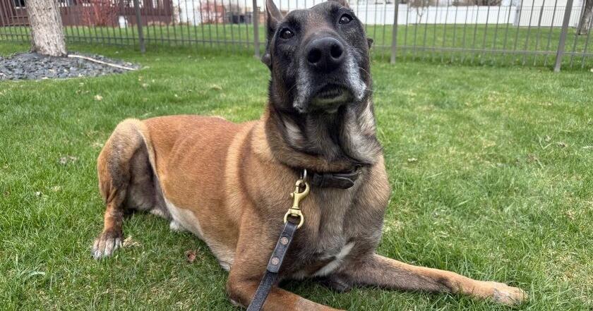Retired Fargo K-9 recovers from surgery thanks to community donations