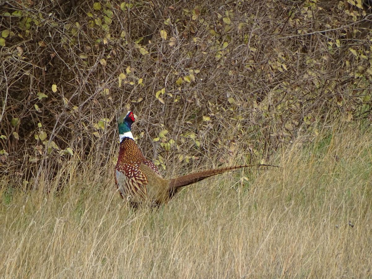 colorful pheasant