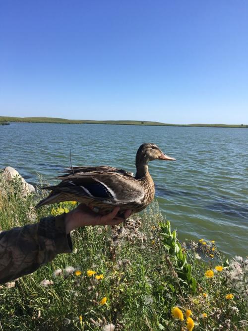 ducktracking.jpg