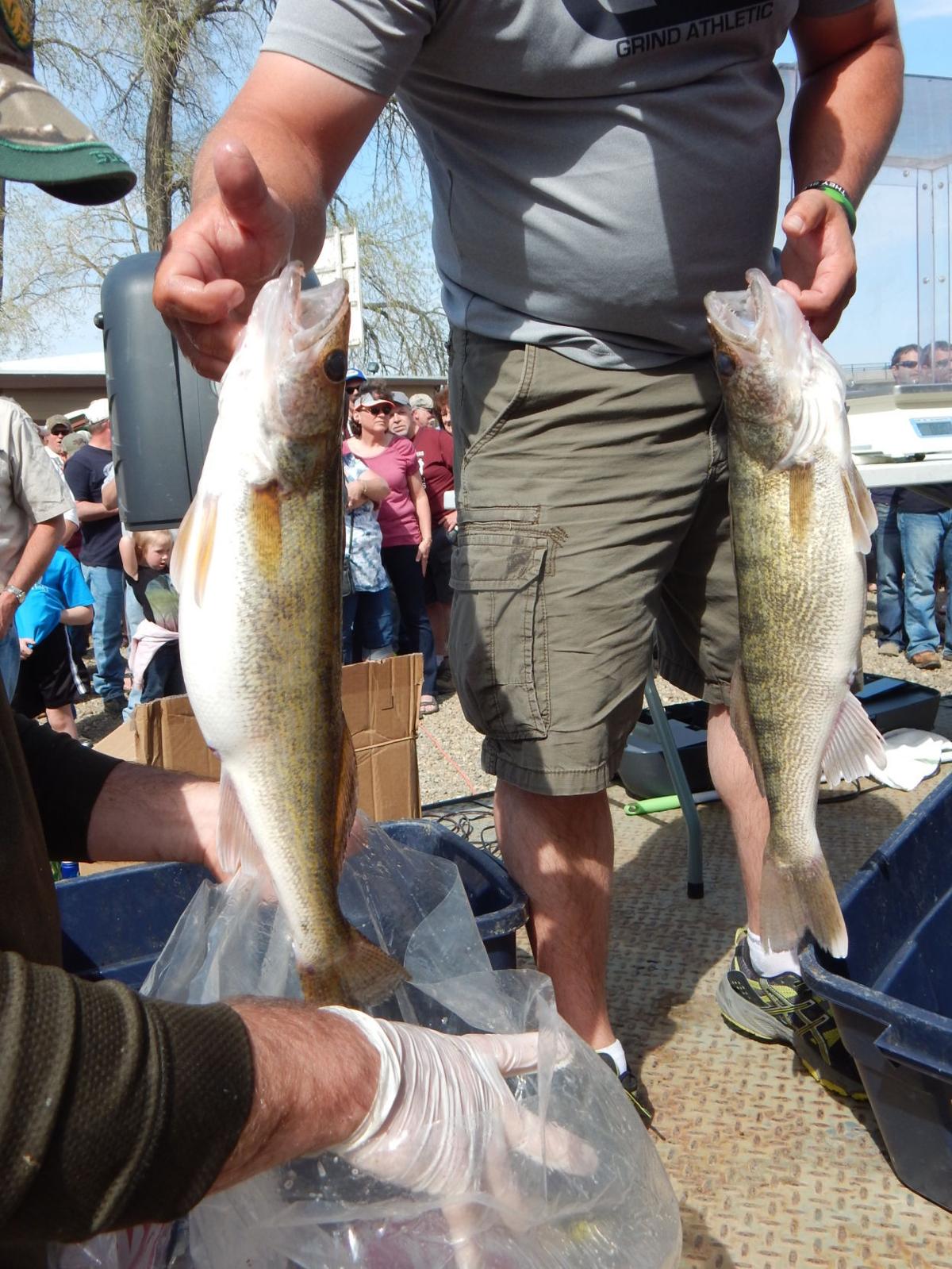 Big walleye tournies celebrate anniversaries North Dakota News