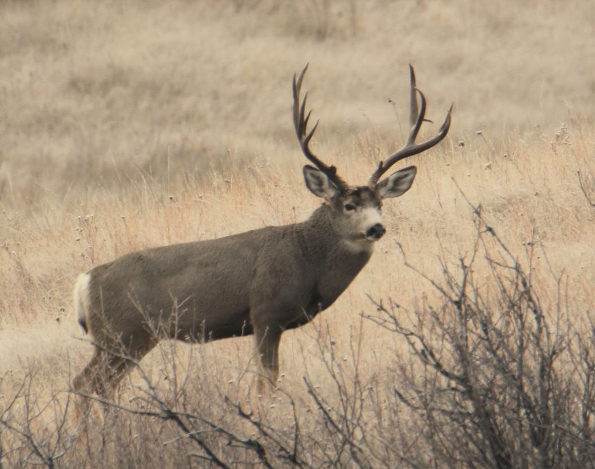 Mule Deer buck