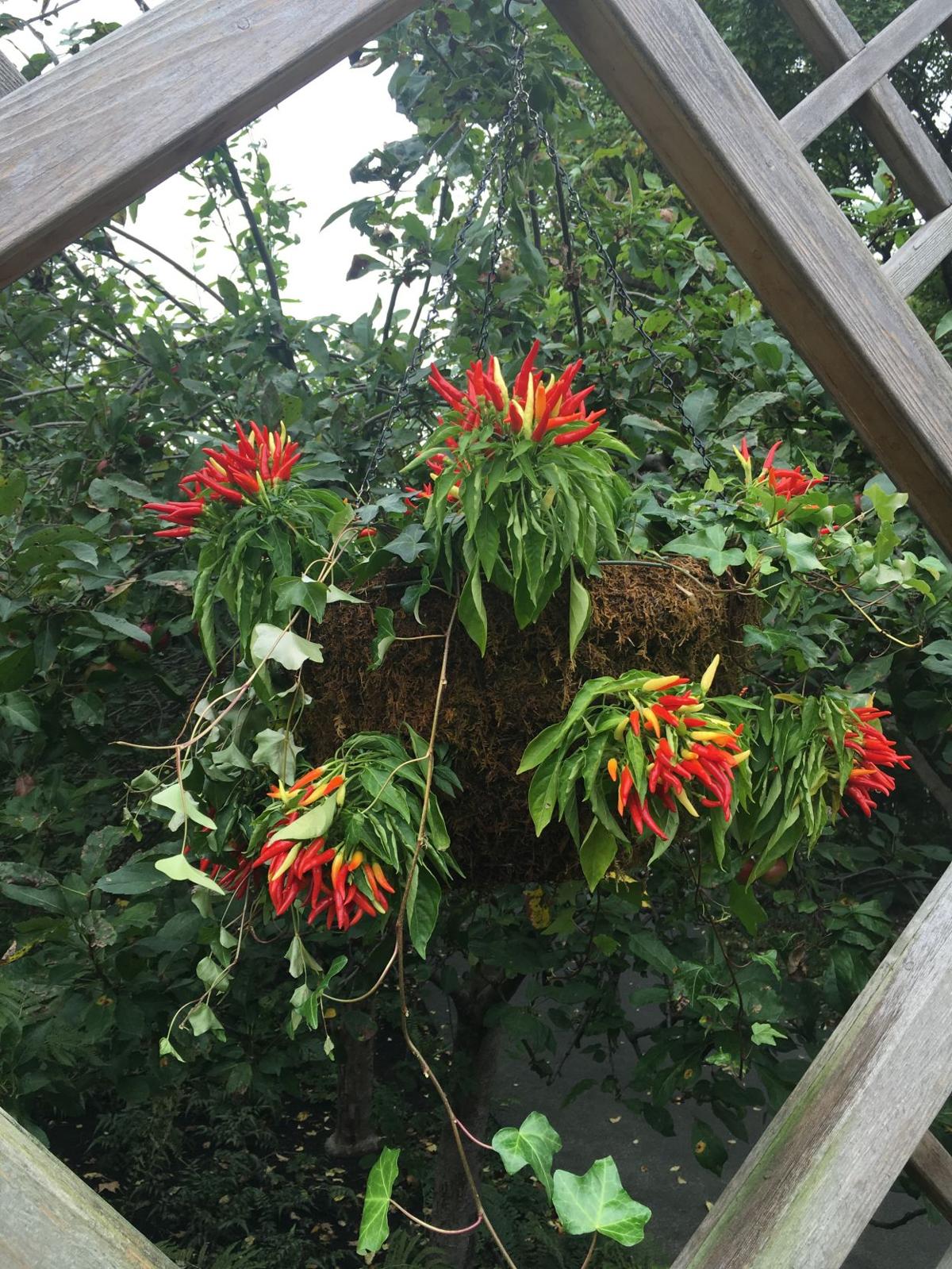 Sweet Chili Peppers