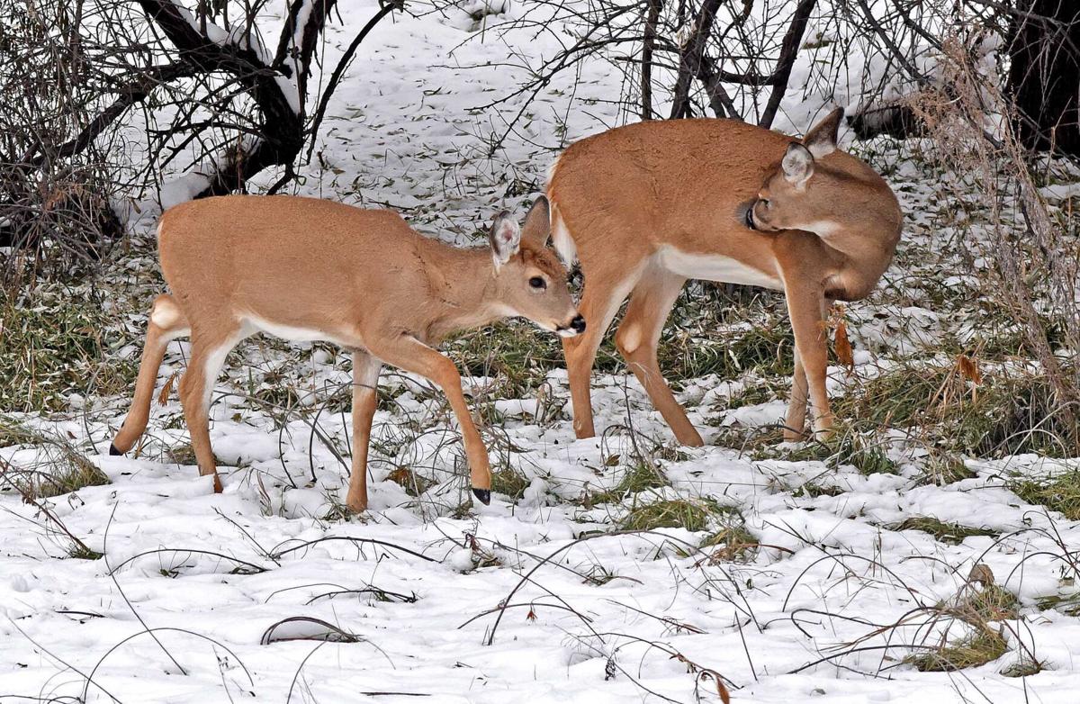 North Dakota deer hunting season opens Friday