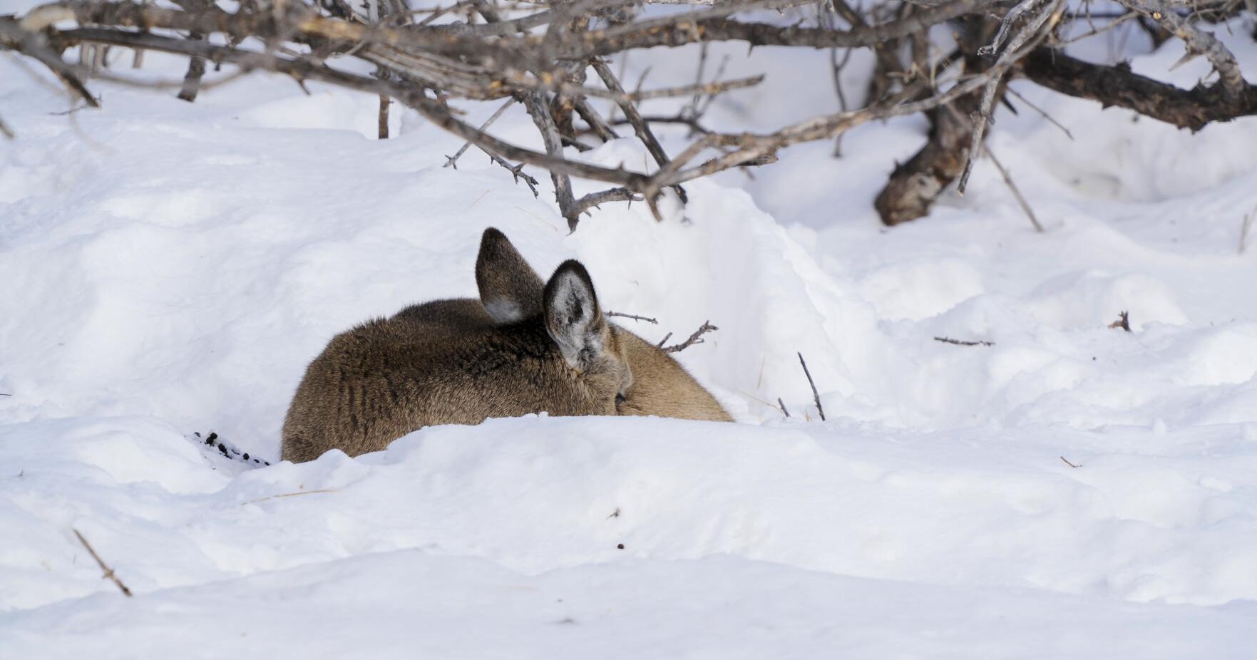 Doug Leier: Wildlife habitat takes time to develop - Vimarsana News