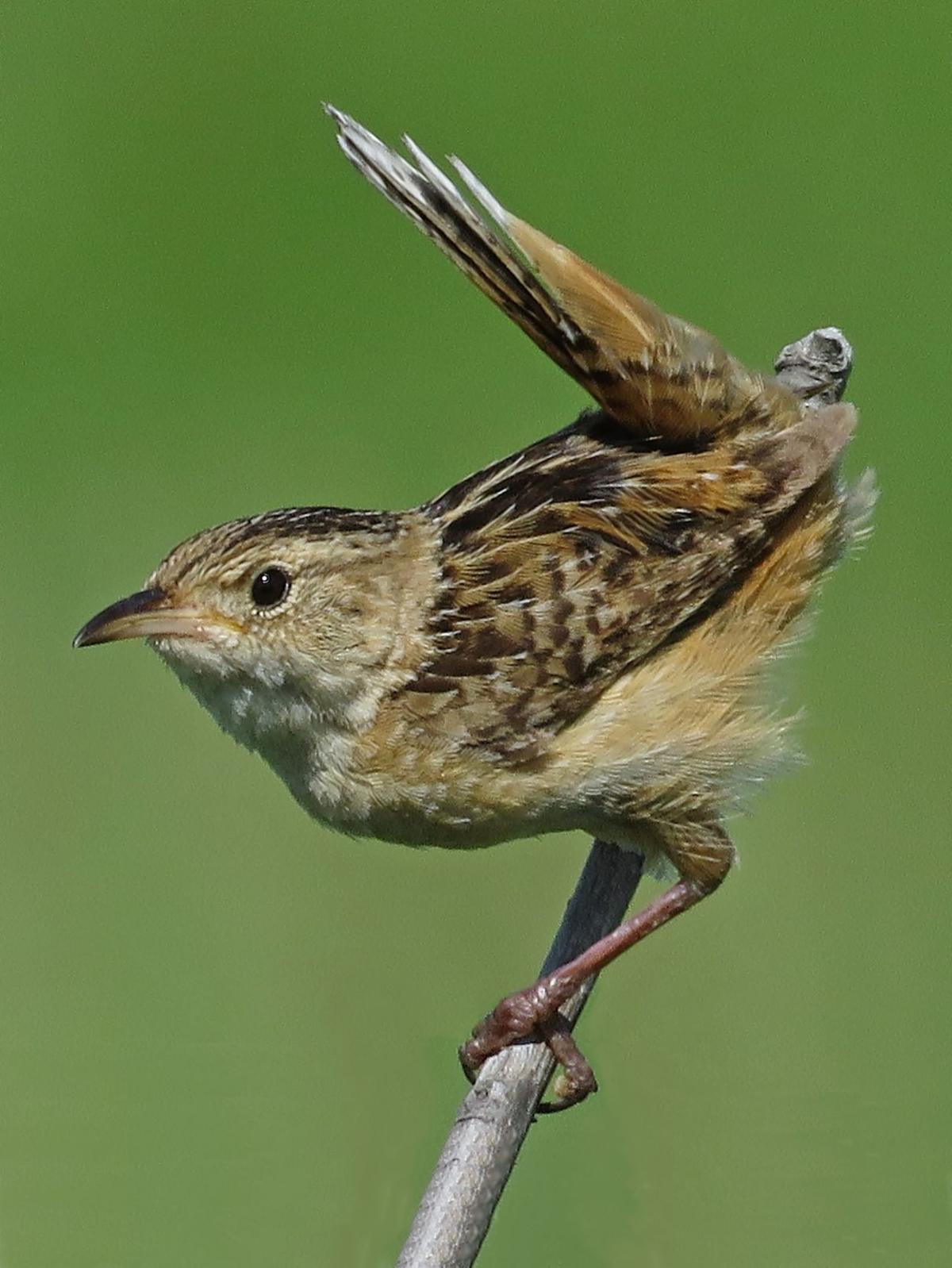 sedge wren