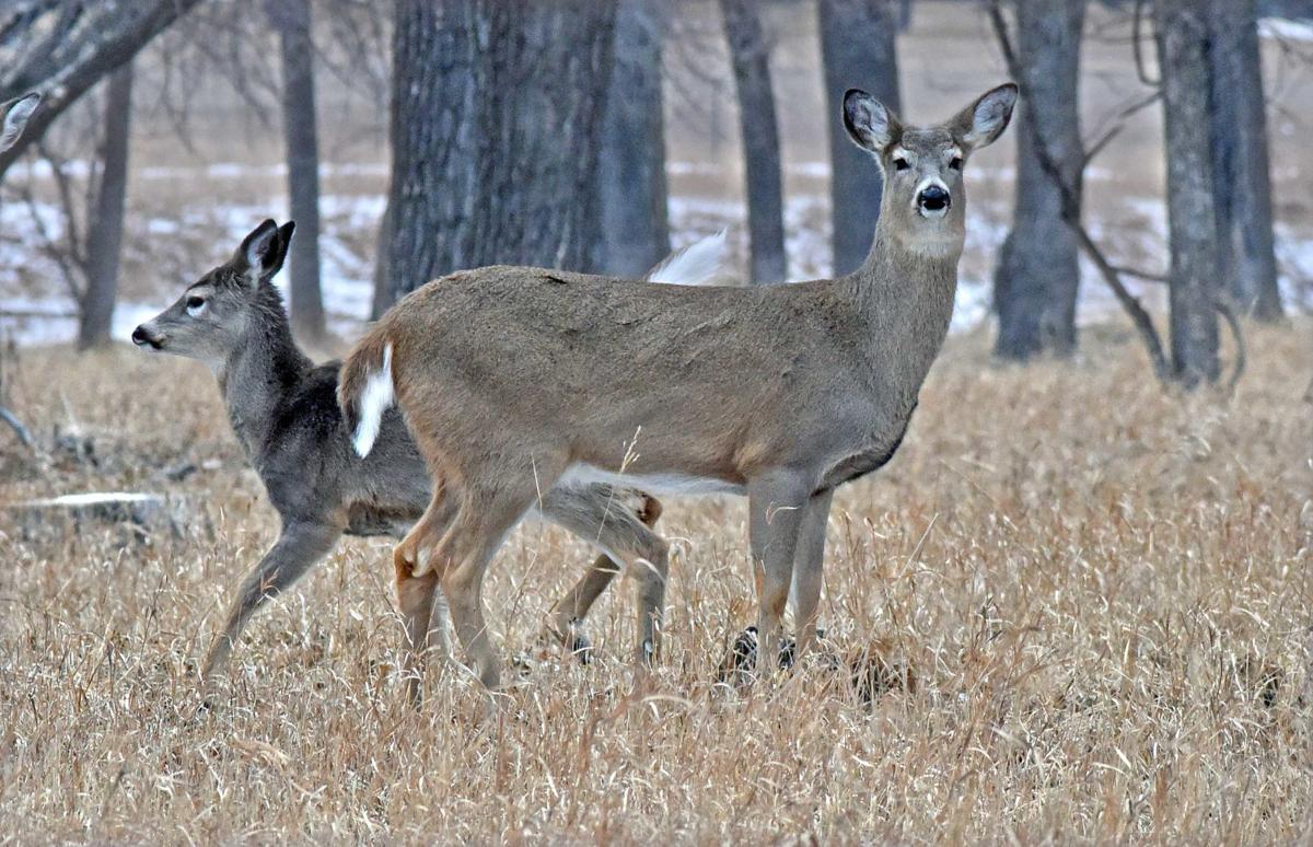020421-nws-deer.jpg