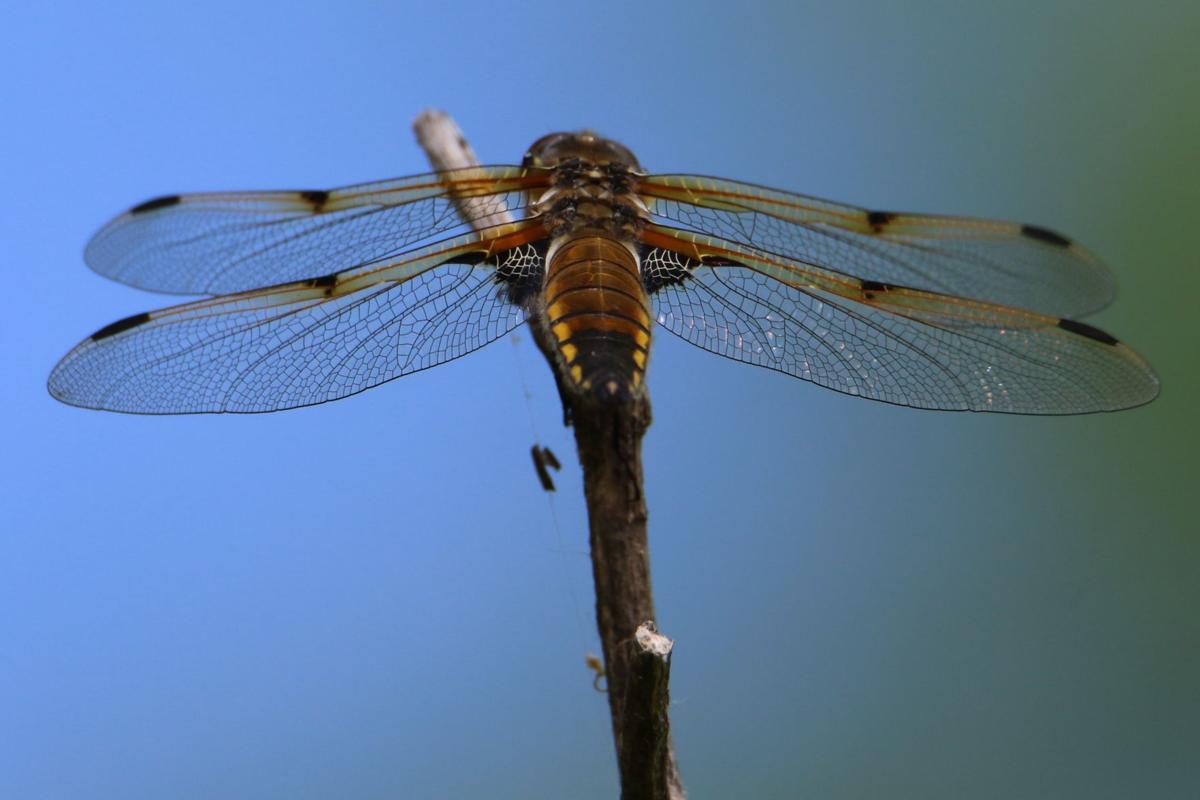 Dragonfly