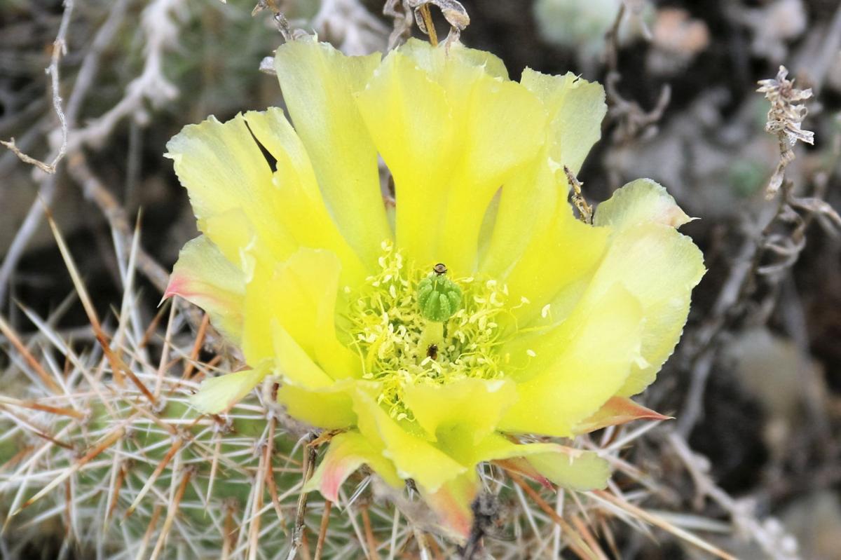 A Yellow Picklypear Cactus