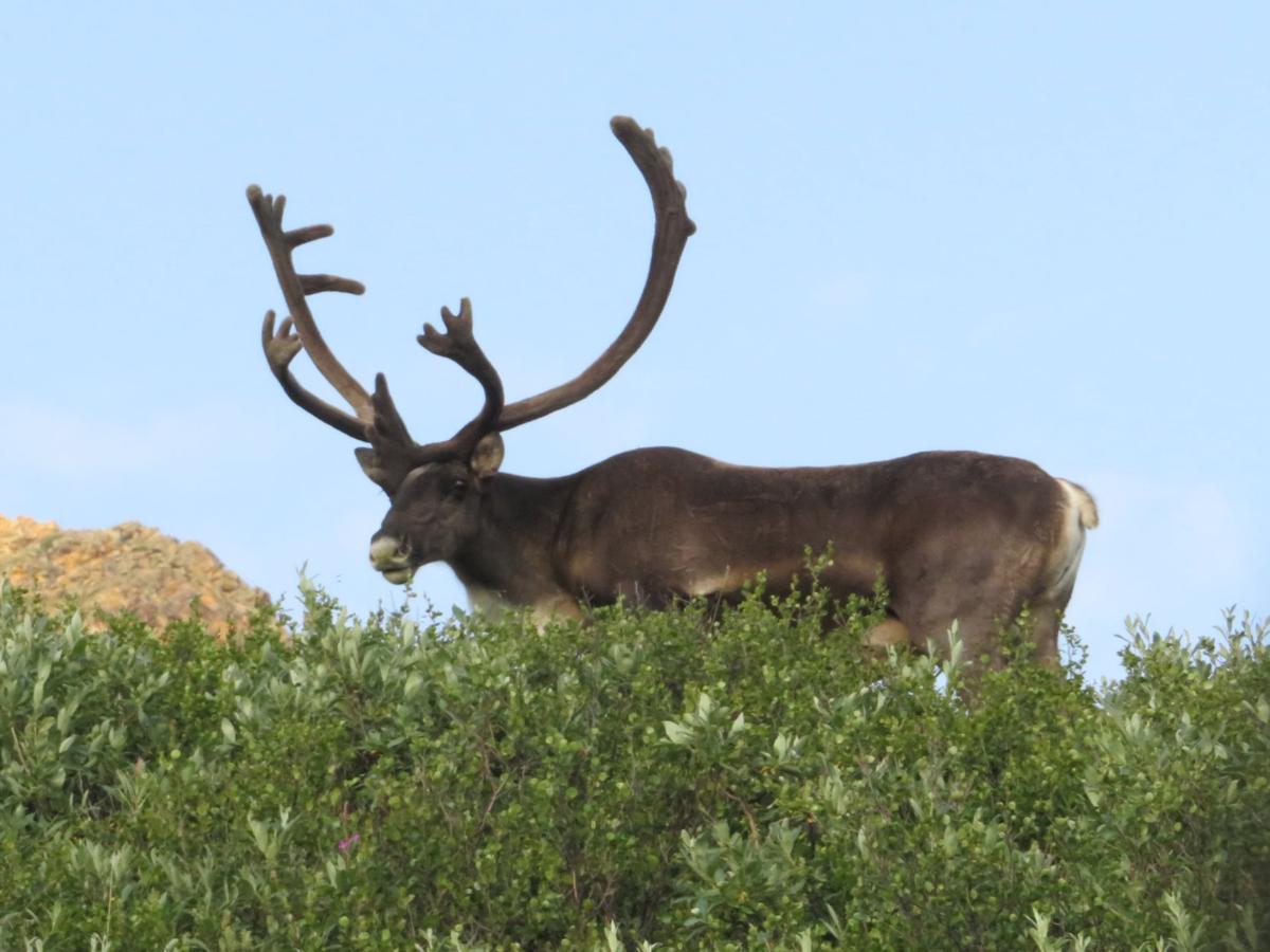 Caribou at Denali