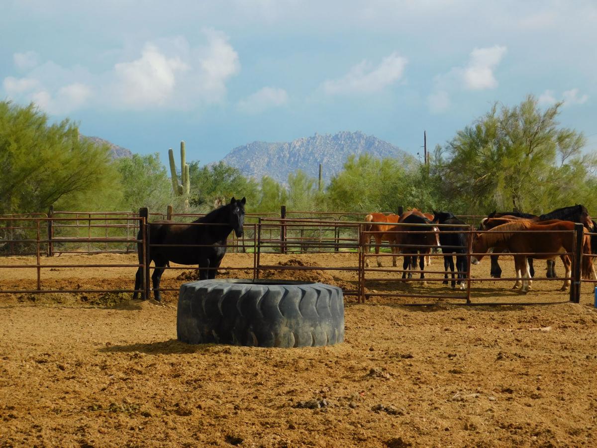 Horses at MacDonald Ranch