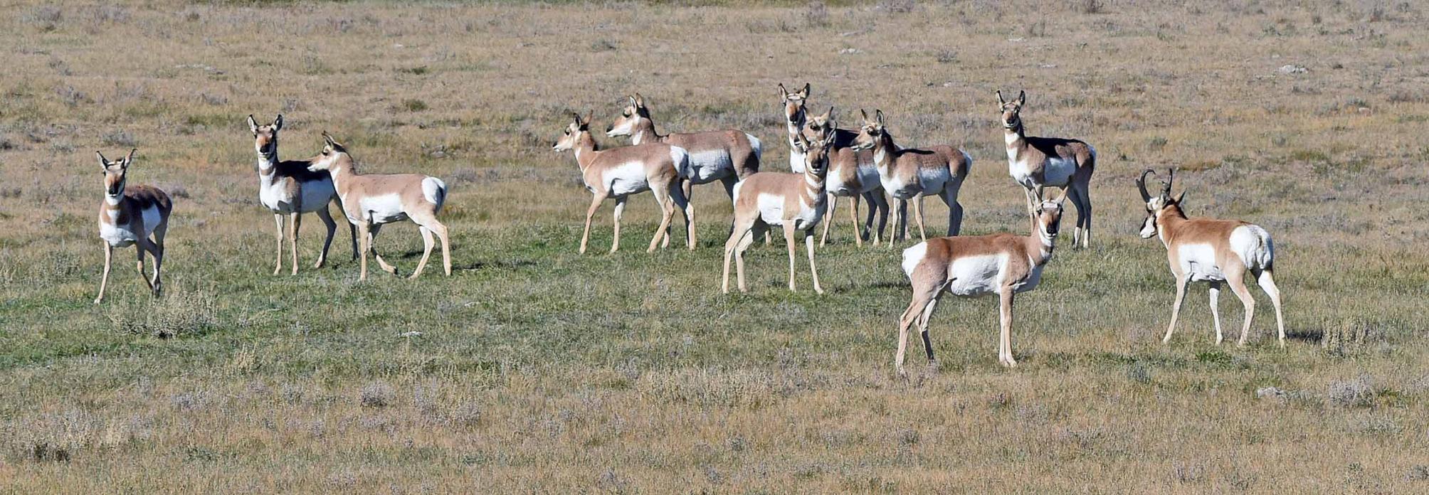Pronghorn hunting licenses plunge in North Dakota following wicked winter