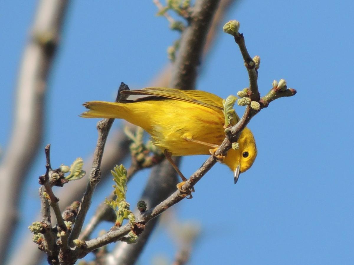 Yellow Warbler