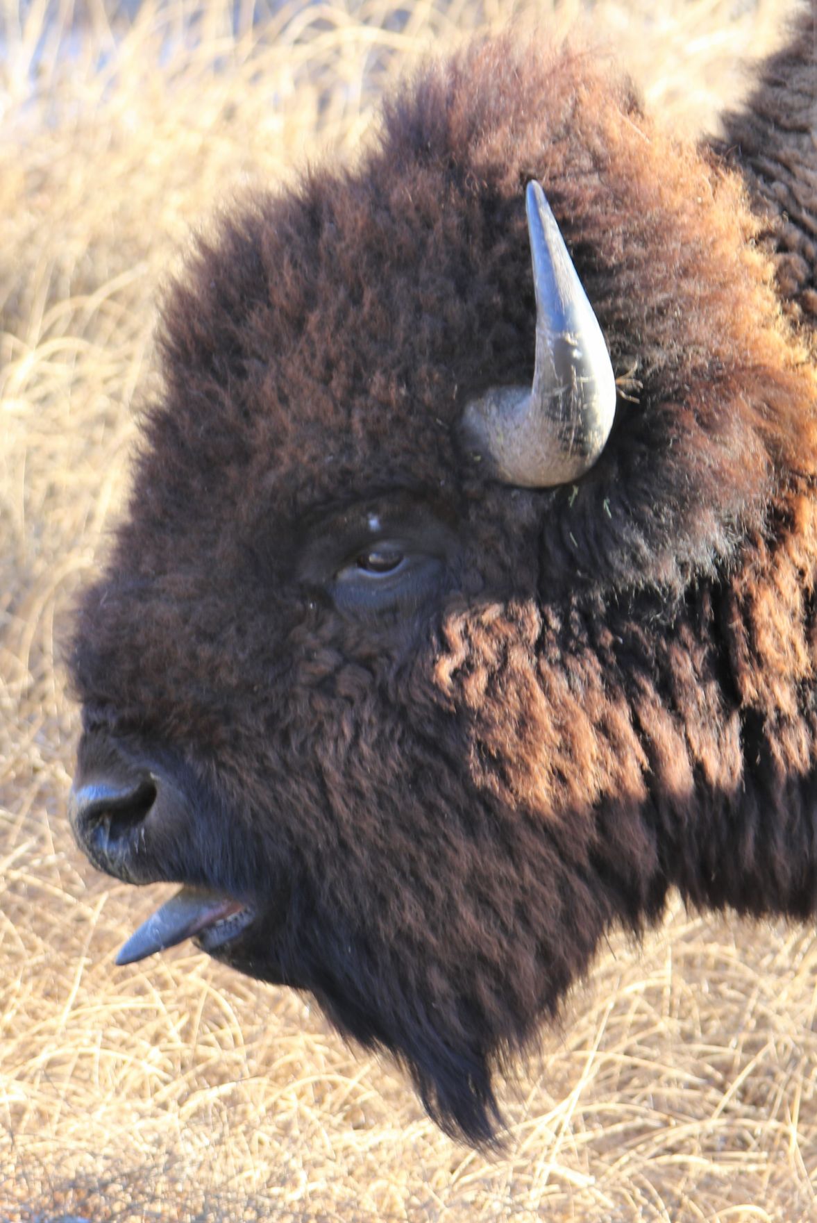 Another Bison Fan Capture