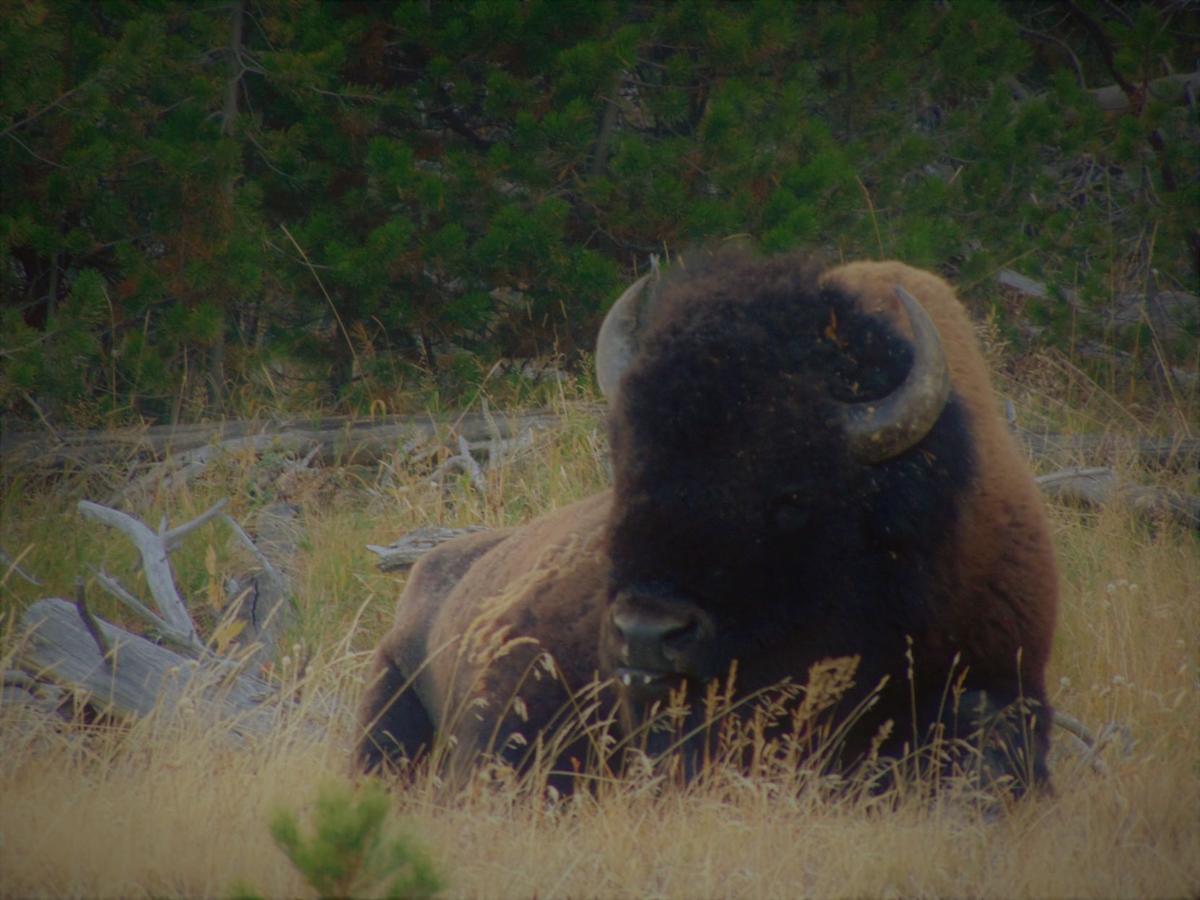 Bison at Old Faithful