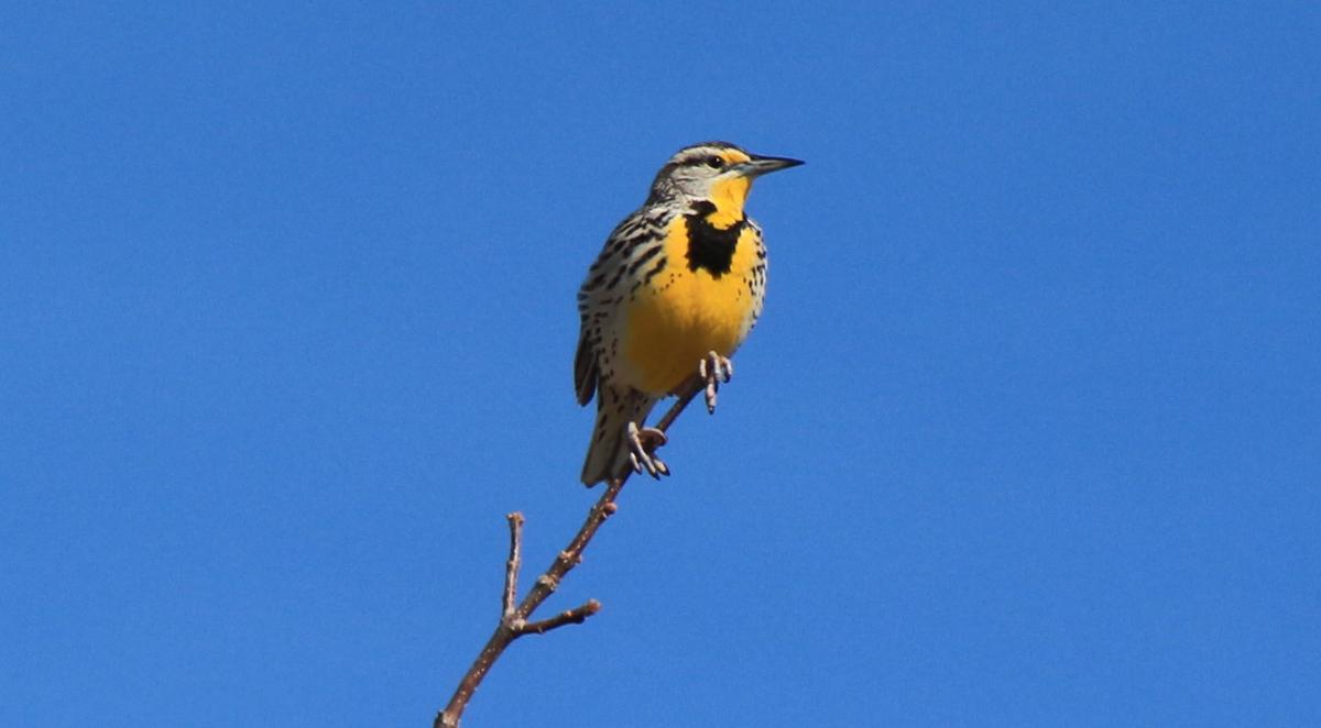 State Bird