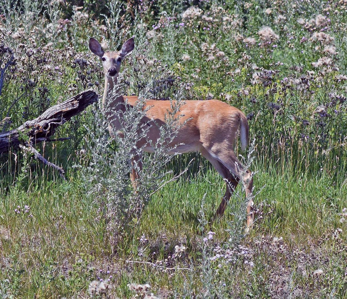 Deer