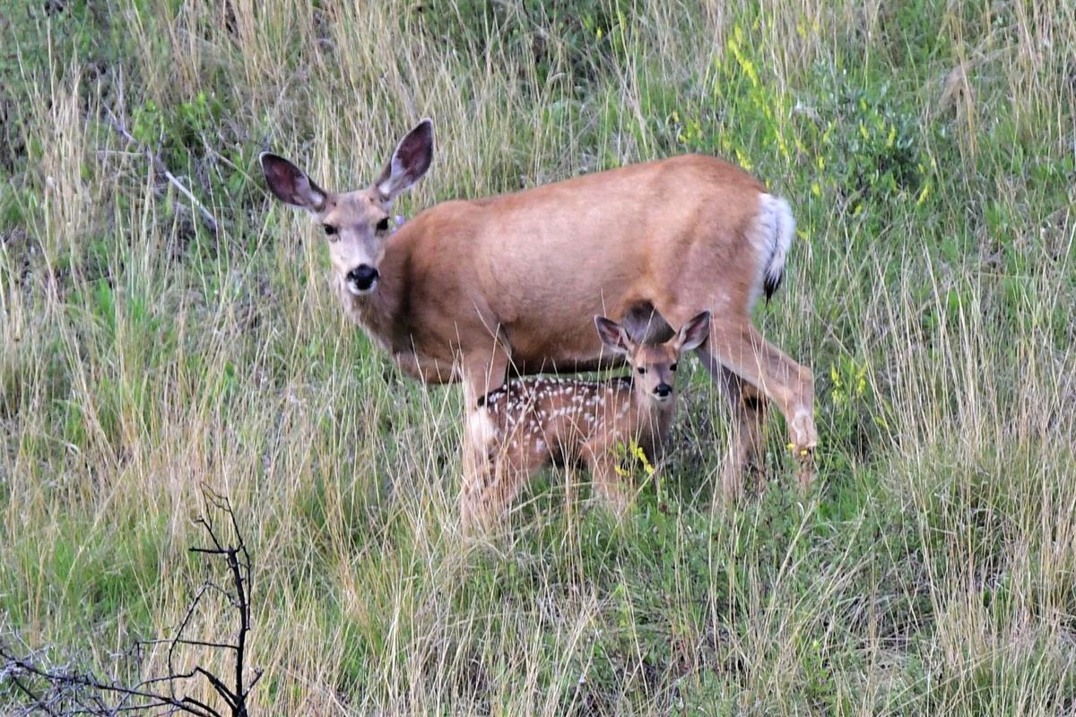 Mule Deer Doe with Fawn