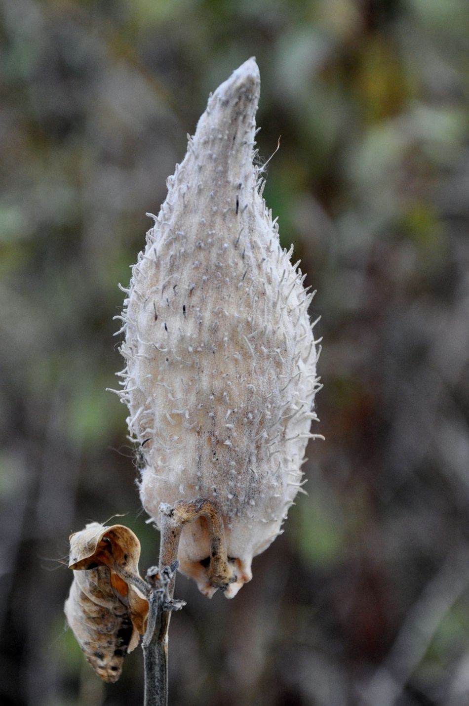 Alien posing as Milkweed