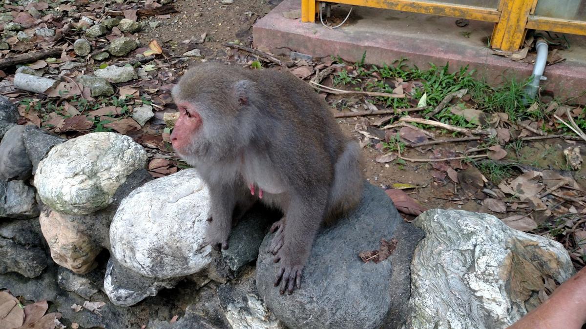 Macaque monkey