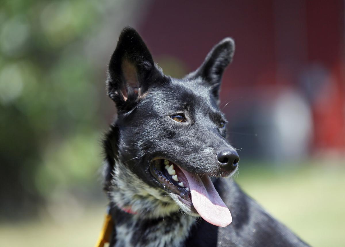 The Love Stop Animal Shelters In Constant Need Of Foster Homes